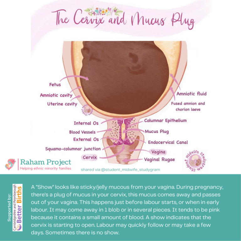 Cervix and mucus plug